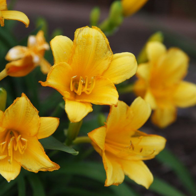 Photo - Nature - Yellow Flowers Close-up