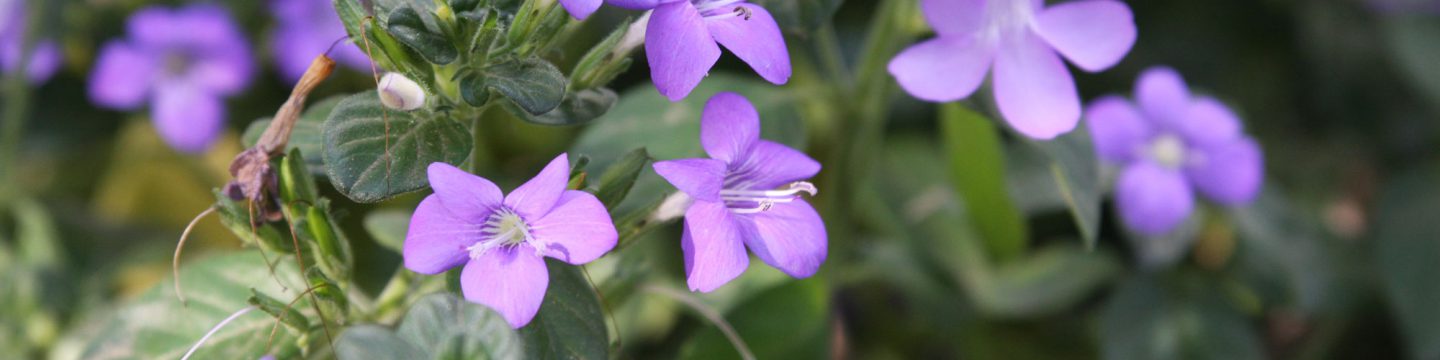 Photo - Nature - Purple Flowers